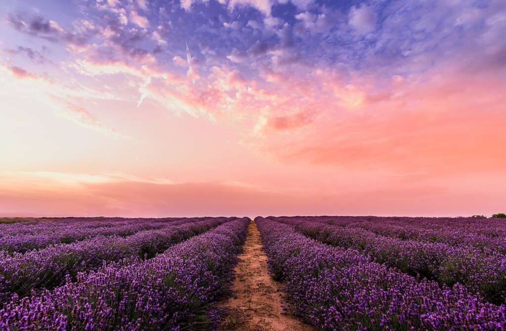 Lavender field under a pastel sunrise sky